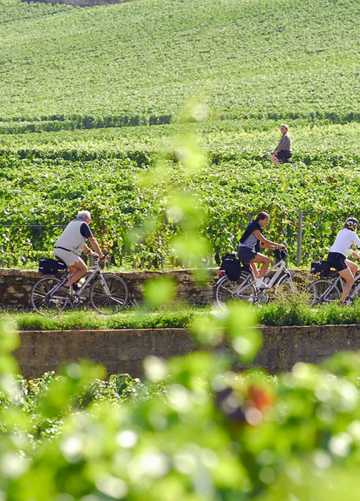Voie des vignes à vélo en Bourgogne 