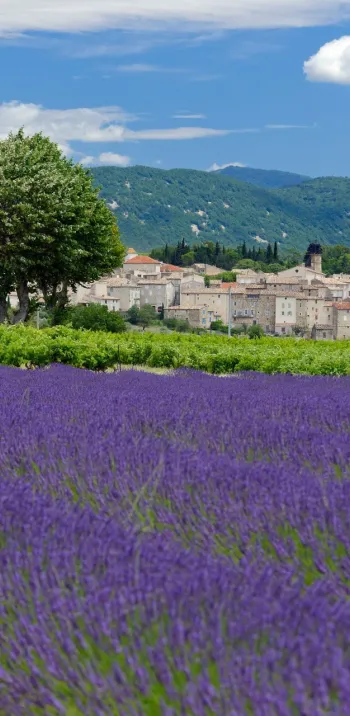 Séjours vélo en Provence avec Safrantours