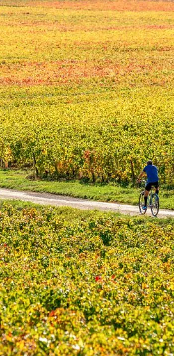 De Dijon à Mâcon à vélo avec Safrantours
