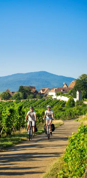 Die Weinbergroute mit dem Fahrrad im Elsass - Mittelbergheim