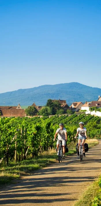 Depuis Strasbourg : Véloroute du Vignoble