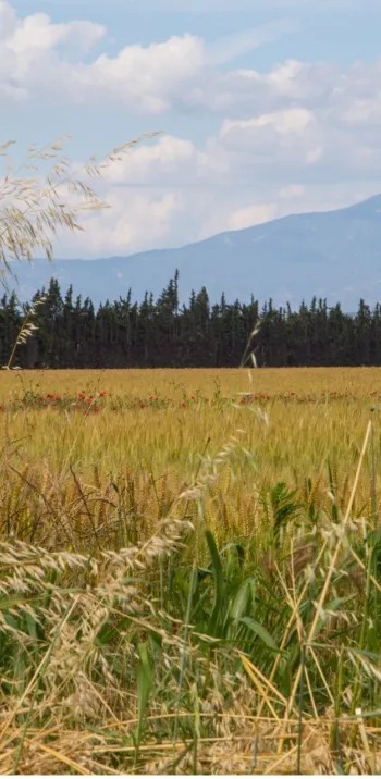 Paysage sur la Via Venaissia