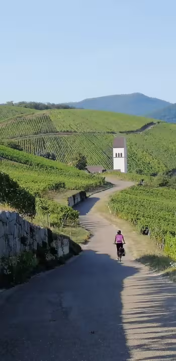 Vignobles d'Alsace