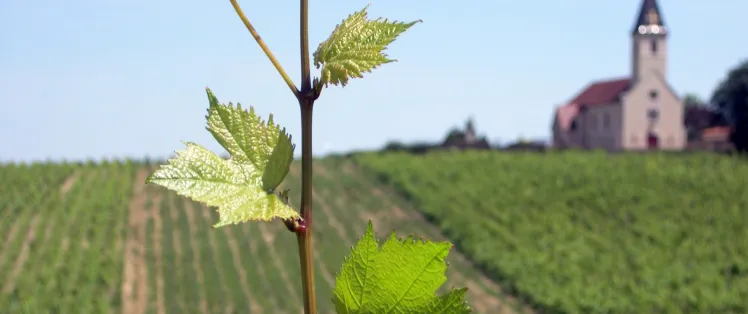 Vignobles de Bourgogne avec Randovélo