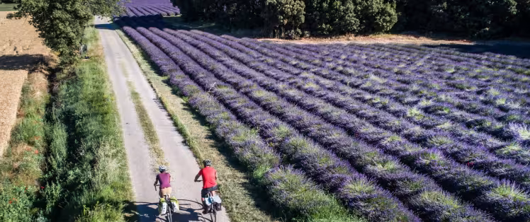 Au fil des champs de lavande à vélo