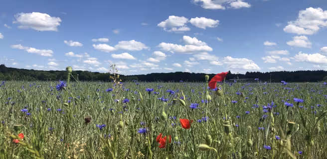 La Beauce au naturel - Boucle vélo n°26