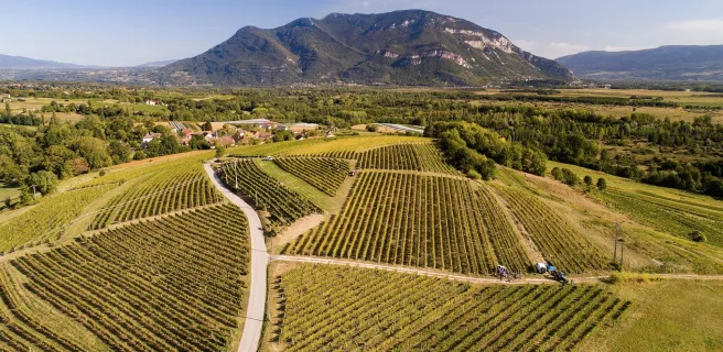 Vignobles du Bugey - Boucle vélo