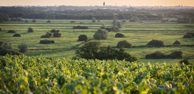Mit dem Fahrrad von Nantes zum Weinberg Muscadet
