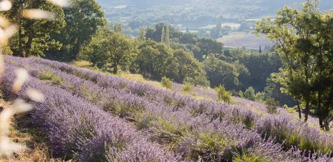 Paysage et lavande