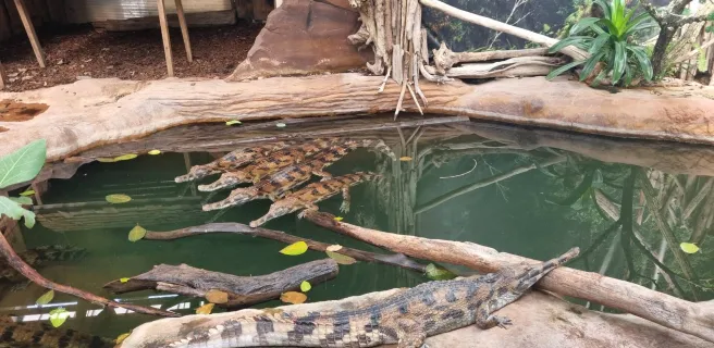 The crocodile farm