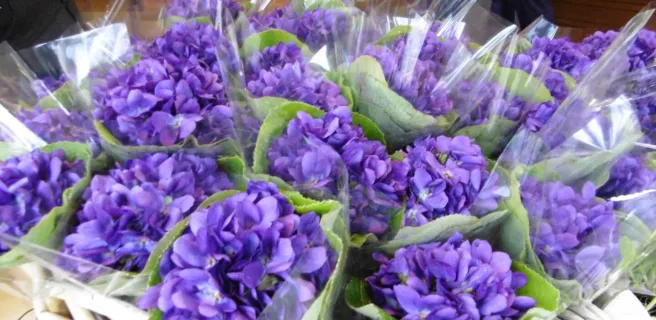 Bastide aux Violettes