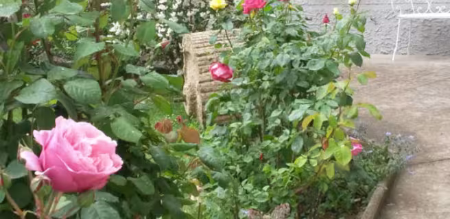jardin