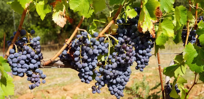 Domaine du Deffends