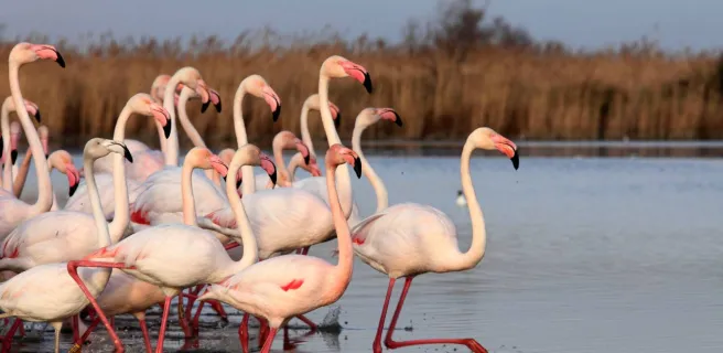 Ornithological park of Pont de Gau