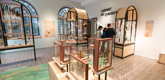 Cabinet de curiosité