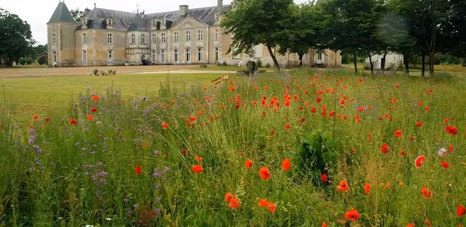 Chateau en arrière-plan, grand espace de verdure devant et espace végétalisé de coquelicots au premier plan