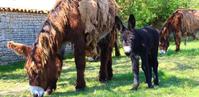 Asinerie du Baudet du Poitou