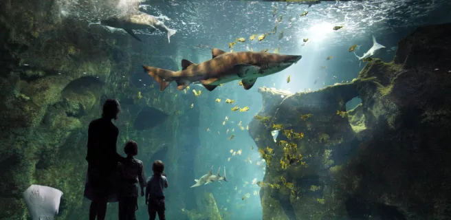 Un parent et deux enfants regarde "L'amphitéatre des requins": un gigantesque aquarium avec des requins, une raie, des poissons.