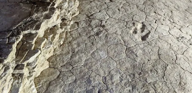 Dinoplagne - trace du théropode Maxime
