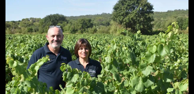 Vignoble