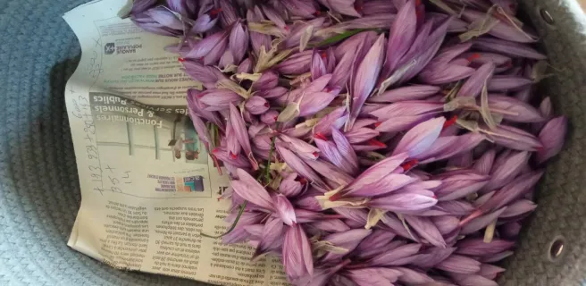 The Saffron of Athos