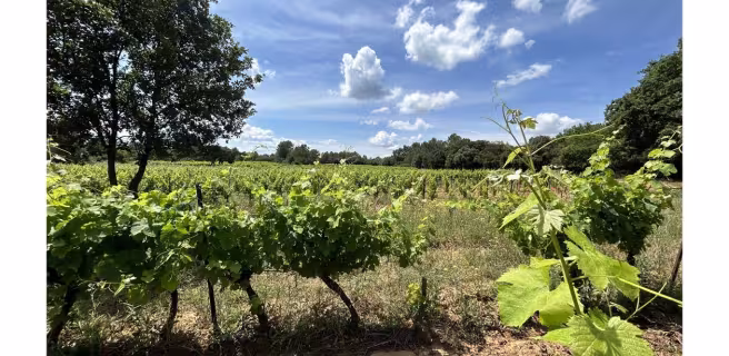 Vignes