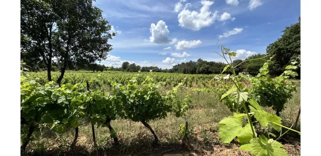 Vignes