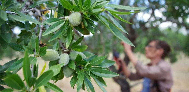 Amandes Bio