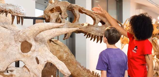 Muséum de l'Ardèche: fossils and dinosaurs