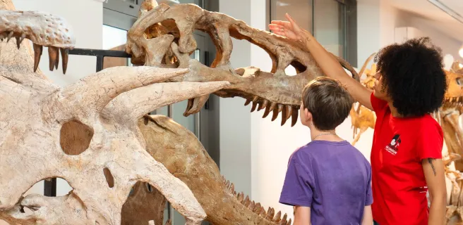 Muséum de l'Ardèche: fossils and dinosaurs