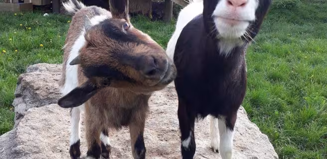 Ferme pédagogique du pichet