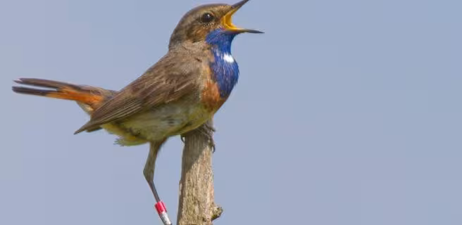 Terres d'Oiseaux
