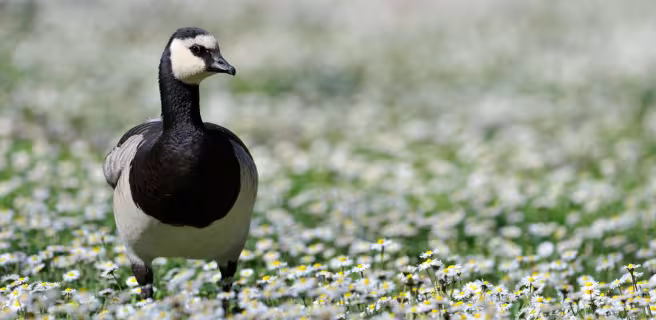 Les Oiseaux du Marais Poitevin, Parc Ornithologique