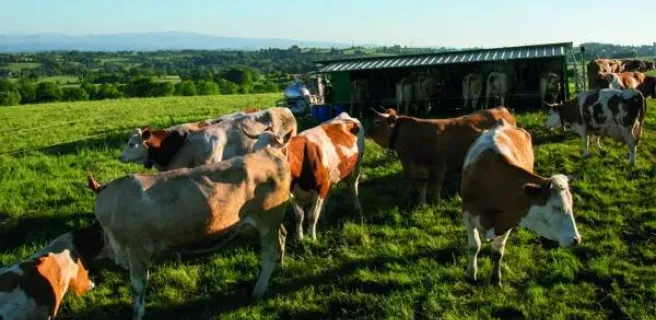Coopérative Fromagère Jeune Montagne