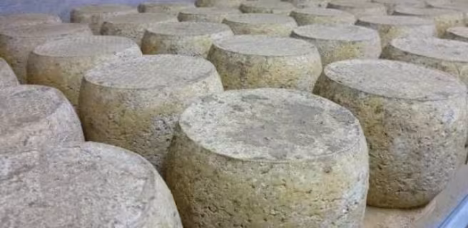 Visite de la fromagerie de Thérondels
