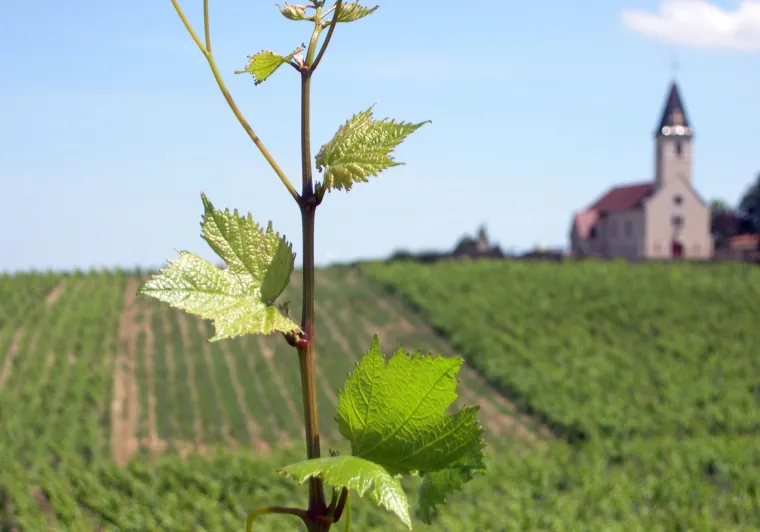 Vignobles de Bourgogne avec Randovélo
