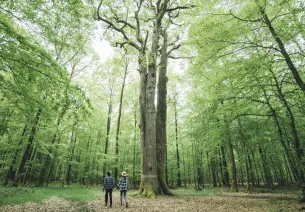 Flâner dans les forêts du Perche