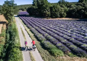 Champ de lavandins sur La Méditerranée à vélo