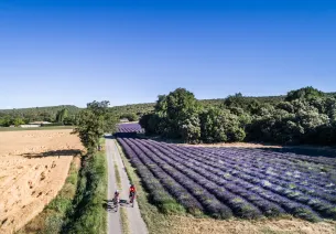 Champs de lavande près de Céreste