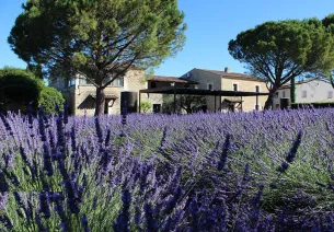Le jardin et le musée de la lavande à Coustellet