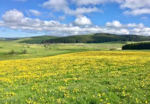 Étendue de pissenlits sur la GTMC