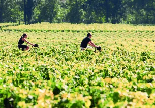 Côte de Nuits, Côte de Beaune et Côte Chalonnaise