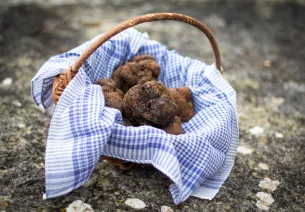 Les truffes de Quercy, "or noir" de la région
