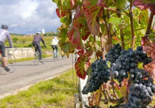 Vignobles de la Côte Chalonnaise