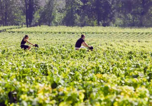 Dans les vignes à vélo vers Beaune