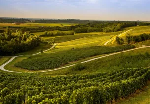 Vigne de Passenans