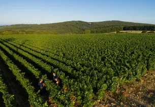 Vignoble Saône-et-Loire