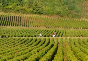 À vélo sur la voie verte au cœur des vignes - Bourgogne du Sud