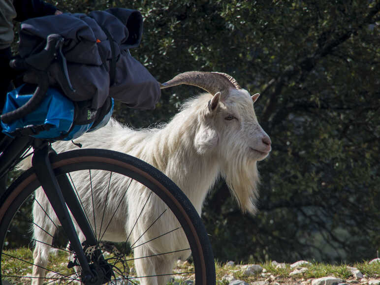 Une chèvre curieuse dans les gorges de l'Ardèche