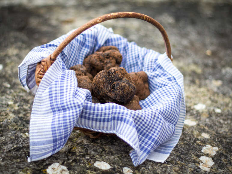 Les truffes de Quercy, "or noir" de la région
